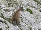 Sella Nevea - Foronon del Buinz / Špik nad Nosom